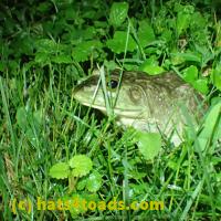 /home//u458753944/public_html/sourcegallery//Frogs/More bullfrogs/P6020106.JPG